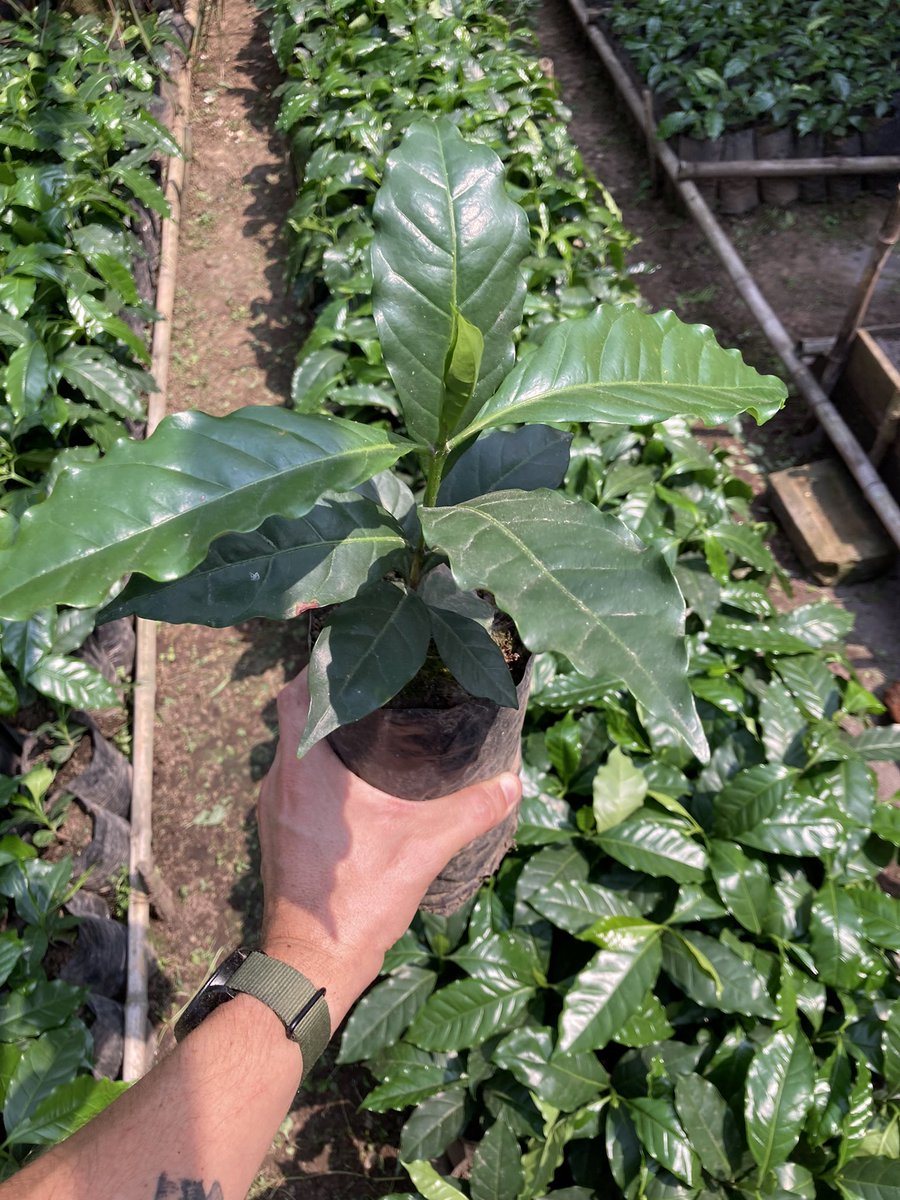 JacintoVallarta's tweet photo. Estamos renovando el #cafetal
Es una labor cansada pero gratificante ver por fin las plantas sembradas que cuidamos desde semilla.
Gran parte de sus compras de #cafe tostado las destinamos a esto; al mantenimiento de nuestra finca.
¡Visita nuestra finca!
A 4hrs de #CDMX https://t.co/jPtdxvAXK3
