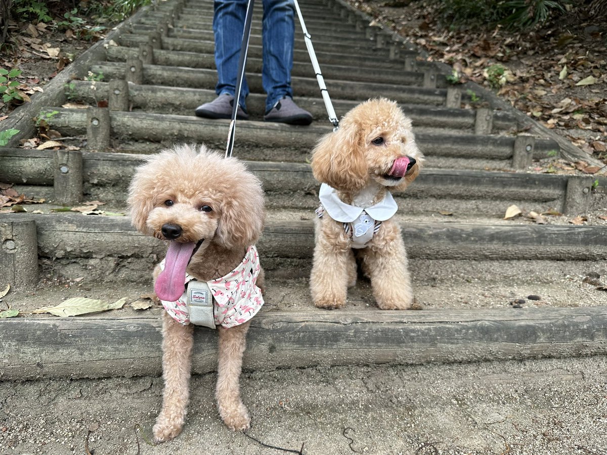 MOCOandOTHERS's tweet photo. 公園お散歩🐾 階段途中で良い眺め🐶✨
日陰が涼しくて気持ちいいね😊 https://t.co/FcwPqz9o9x