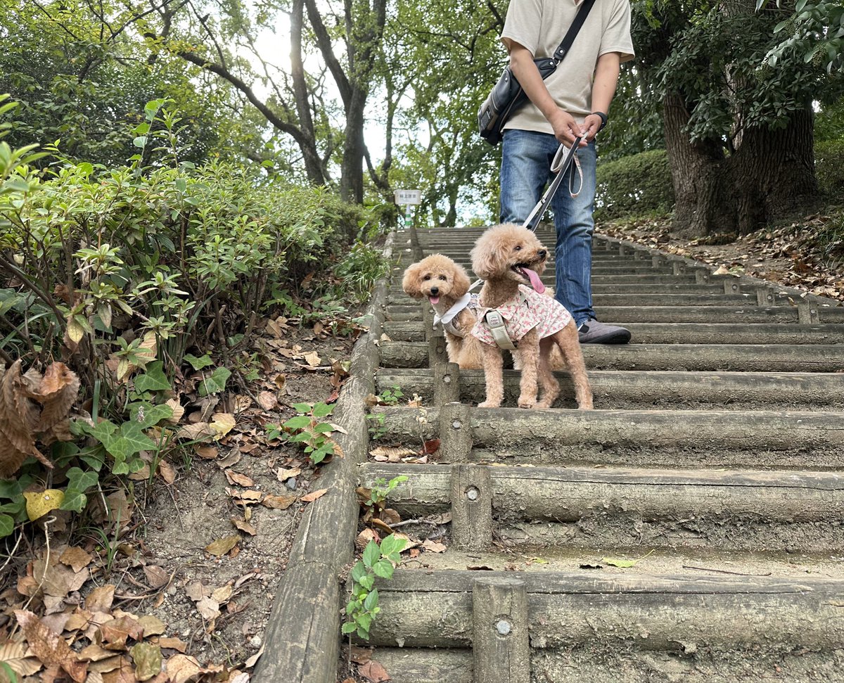MOCOandOTHERS's tweet photo. 公園お散歩🐾 階段途中で良い眺め🐶✨
日陰が涼しくて気持ちいいね😊 https://t.co/FcwPqz9o9x