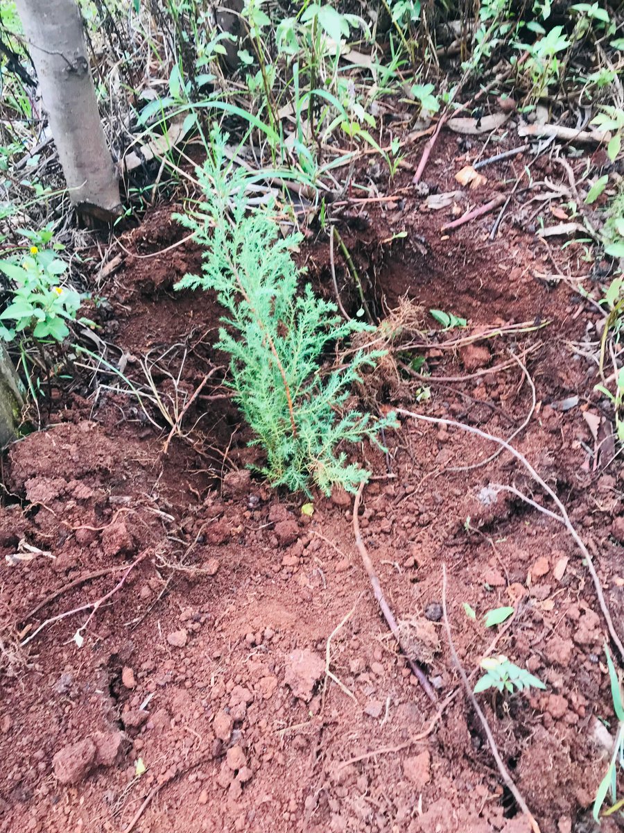 DaviOmondi's tweet photo. Planting trees is one of the simplest yet most powerful ways we can take action against climate change. Trees absorb carbon dioxide, release oxygen, support biodiversity, protect soil, and enhance the beauty of our communities. Every tree planted helps to regulate our climate, https://t.co/Eah5EcZMdj