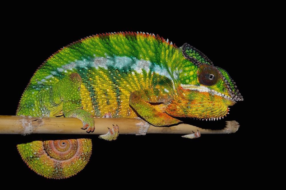 AnonymiseDex's tweet photo. In the world of high finance, fortunes are like chameleons on a spreadsheet - now you see them, now you don't https://t.co/r4TgDCj8gK