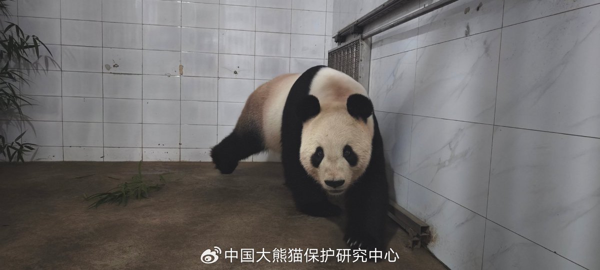 中心の公式Weiboが比力と仙女が隔離検疫エリアに入った画像を公開した。

二人が早く碧峰峡の環境に慣れて、タケノコをたくさん楽しんでほしいな～

weibo.com/6026046656/508…