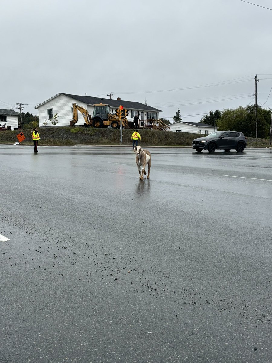 <a href="/TownofCBS/">Conception Bay South</a> a goat is running  the trail, following runners. Heading towards Anchorage road on the trail.