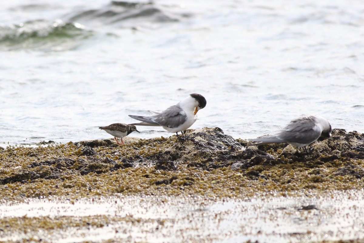 Two crackerjack shorebirds in two days! Bayside Melbourne. 1,2: Pacific Golden Plover, 3. Ruddy Turnstone