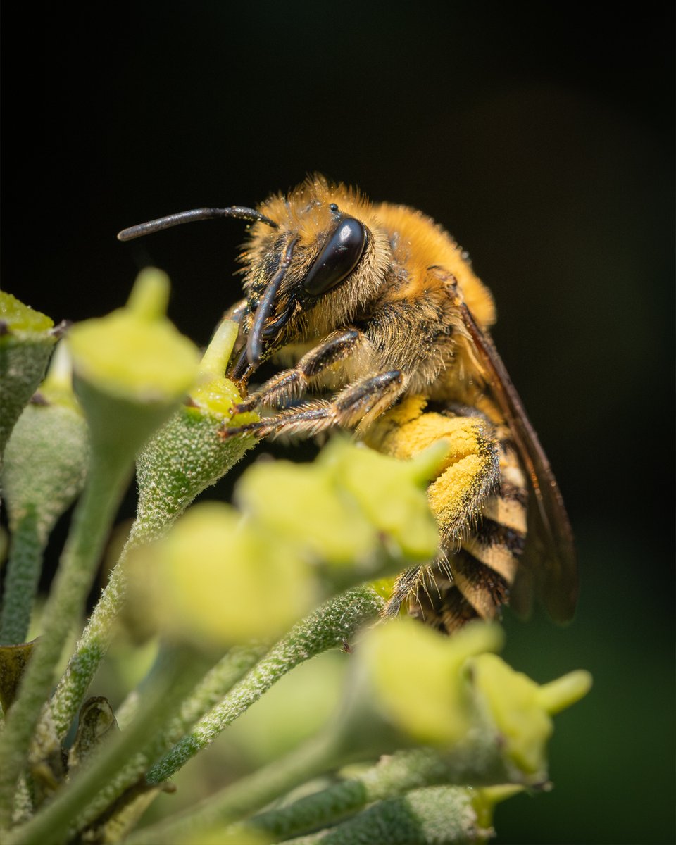 Finally caught up with an Ivy bee #Autumnvibes 🐝🍂 No prizes for guessing where it was - gotta love a creature that really lives up to its name 🤣💛

#SundayYellow #bee #pollinators #insects #wildlife #naturelovers #nature #NatureBeauty #garden #wildgarden #GardeningX #macro