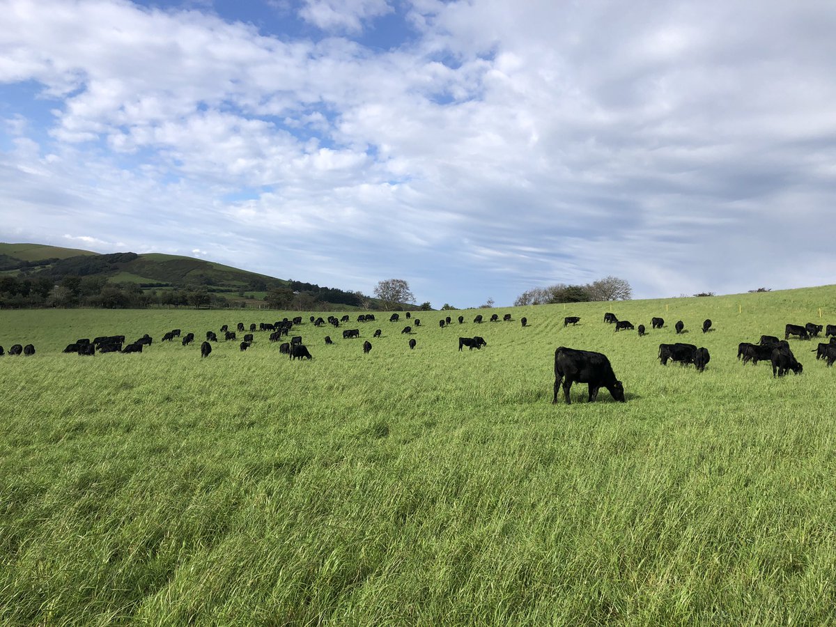 #angus cattle making way around their final rotation for 2024. Been a difficult year for reseeding and making harvest but a good one for growing grass #grasstobeef #rotationalgrazing #dairybeef <a href="/PrecisionGraze/">Precision Grazing Ltd</a>