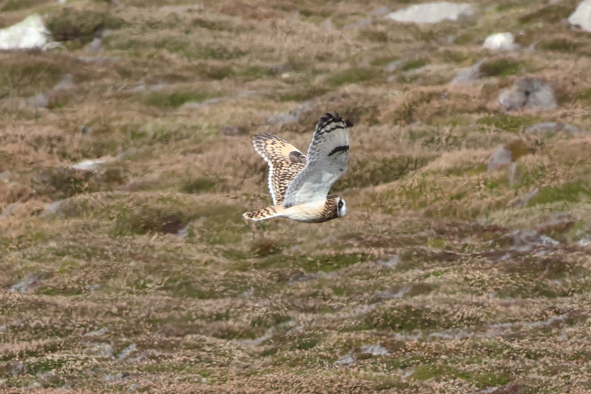 A quick wander around Tresco yesterday afternoon where I bumped into this Short-eared Owl. I also saw the three Dotterel but the rarest bird was the Cetti's I heard singing on the Great Pool, my 1st for the island even tho they breed on St Mary's.