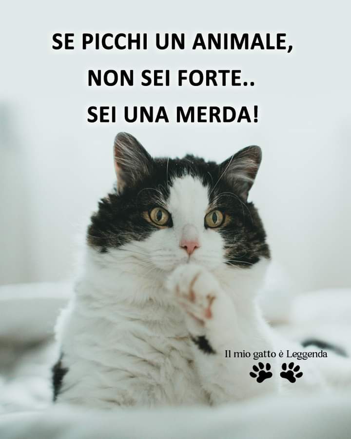 ludovica (@nebbianelsole) on Twitter photo 