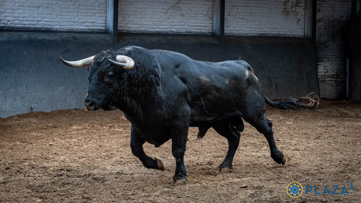 Burladero tweet media