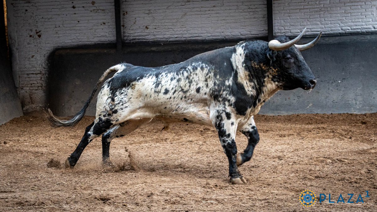 Burladero tweet media