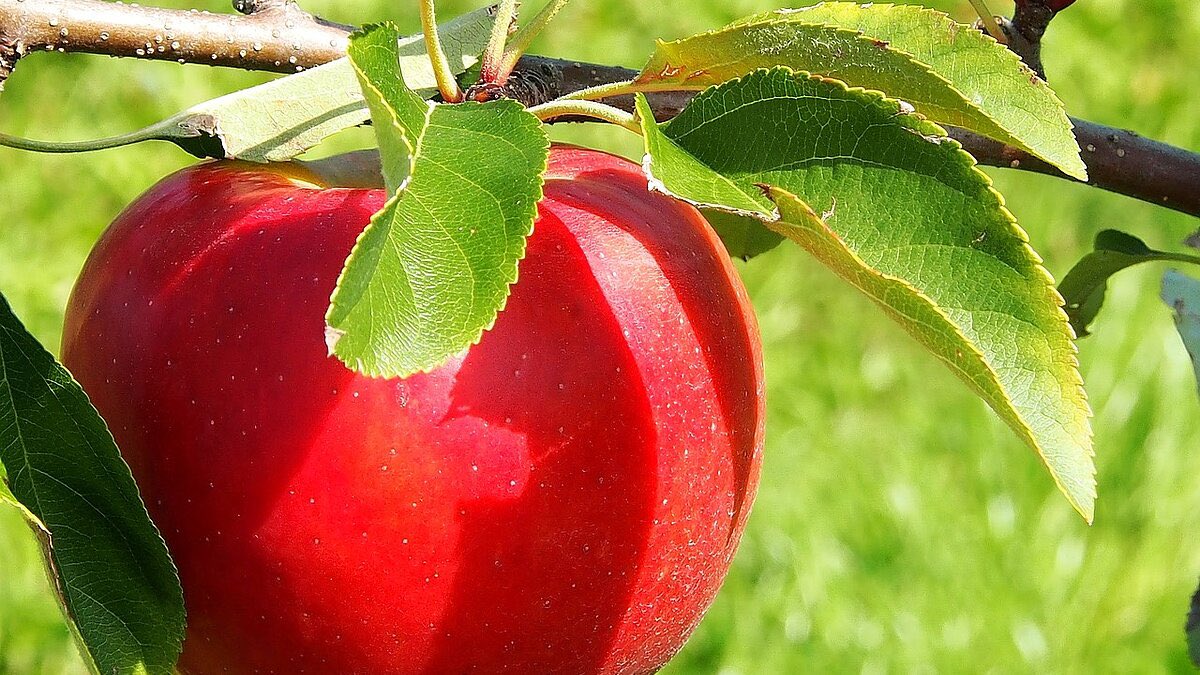 Wir feiern #Erntedank! 🍎 🍐 

Nächsten Sonntag, 6. Oktober - auch in Herz Jesu Fechenheim.

👉fechenheim.stjosef-frankfurt.de/beitrag/wir-fe…