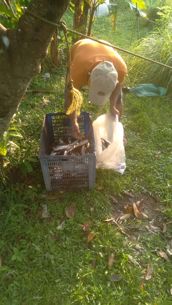 Selasa(3/9)Wasahla, S.Pi Luhkan Kab.Banyuasin, Pokdakan Barokah bpk sukamto Panen Ikan Patin Sebanyak 25 kg dg harga Rp. 15.500/kg dg luasan kolam tanah 5×10m2.
#GiatLuhkanBRPPUPPPalembang
#luhlapor
#panen
#banyuasin
<a href="/bppsdm_brppupp/">BRPPUPP Palembang</a>