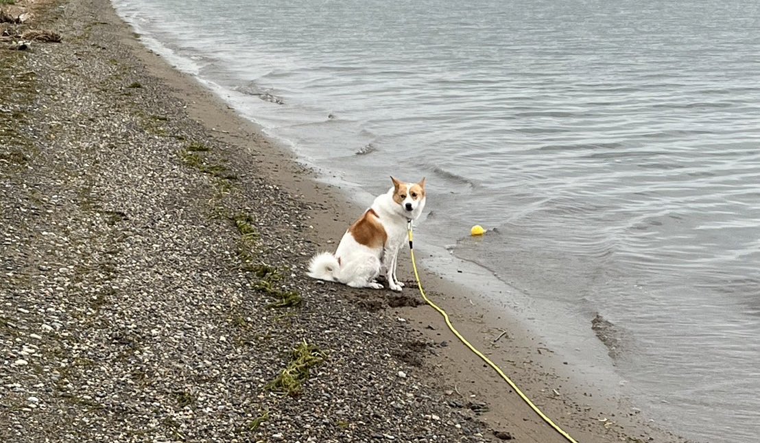 ボールとれない犬