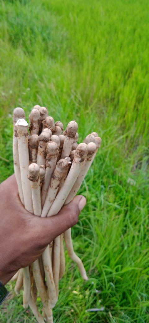 मशरूम कौन-कौन खाया है