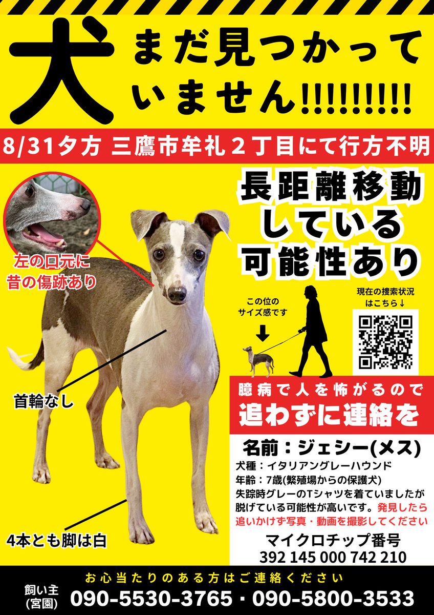 dB14L2LbeVB1FUJ's tweet image. 9/29現在
ジェシー未だ見つかっておりません。
リポストし、情報拡散お願いします。

なんとか帰ってきて欲しい。
どうか、東京都の皆さまご協力お願いいたします。

#三鷹市 #迷子犬 #世田谷 #イタグレ #東京都