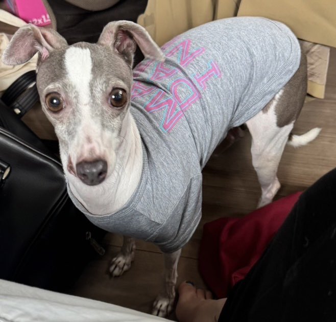 dB14L2LbeVB1FUJ's tweet image. 9/29現在
ジェシー未だ見つかっておりません。
リポストし、情報拡散お願いします。

なんとか帰ってきて欲しい。
どうか、東京都の皆さまご協力お願いいたします。

#三鷹市 #迷子犬 #世田谷 #イタグレ #東京都