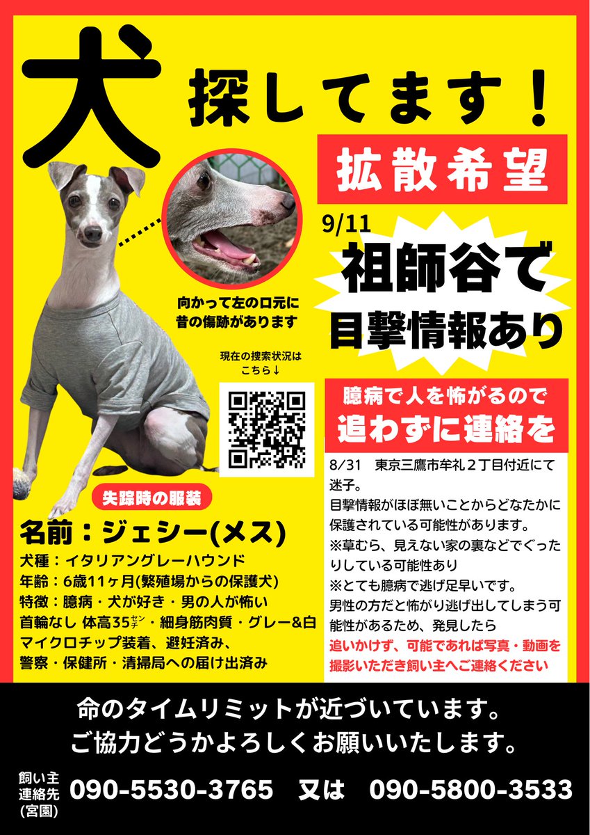 dB14L2LbeVB1FUJ's tweet image. 9/29現在
ジェシー未だ見つかっておりません。
リポストし、情報拡散お願いします。

なんとか帰ってきて欲しい。
どうか、東京都の皆さまご協力お願いいたします。

#三鷹市 #迷子犬 #世田谷 #イタグレ #東京都