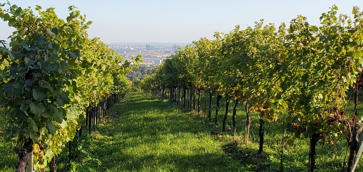 vancosamine's tweet photo. I visited Vienna with family connections in mind. The University of Vienna caught my attention. The busts of renowned professors like Schrödinger and the historic buildings gave a realsense of its rich history. With great weather, we also enjoyed Heuringer in the vineyard! https://t.co/52tl1sW3jI