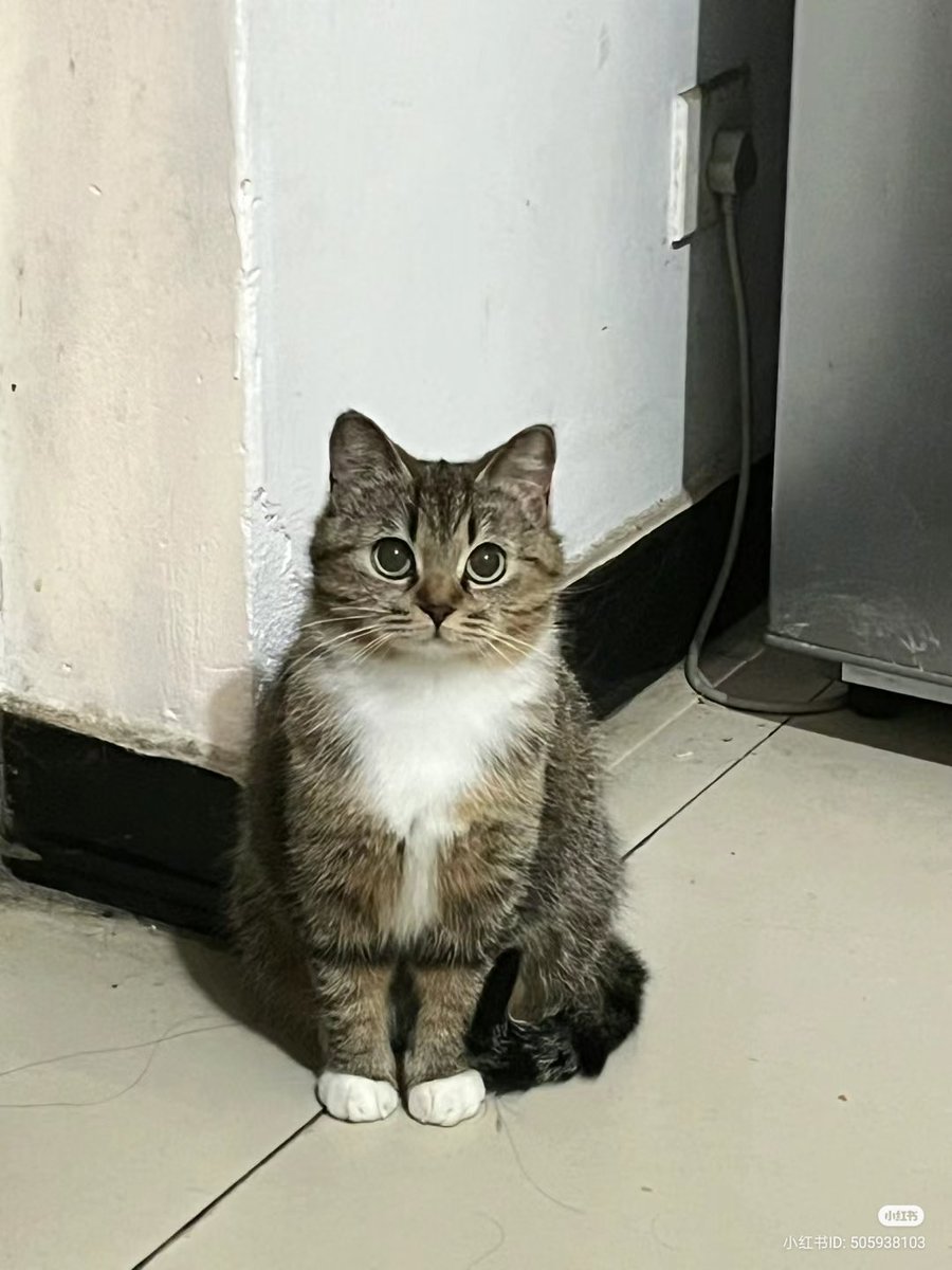 nocontextscats's tweet image. So polite