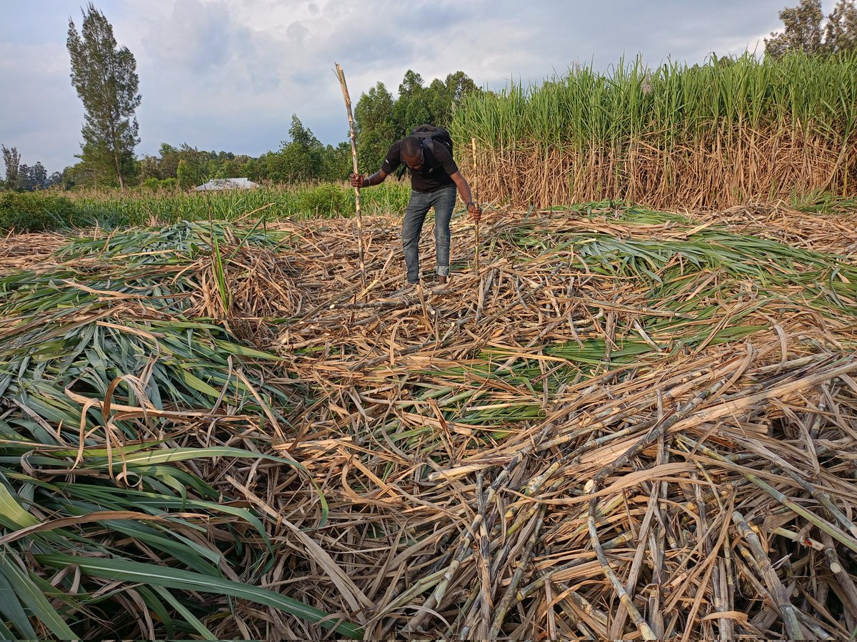 Farming teaches resilience, patience, and innovation. It’s a path to prosperity for those willing to work for it🌱✅