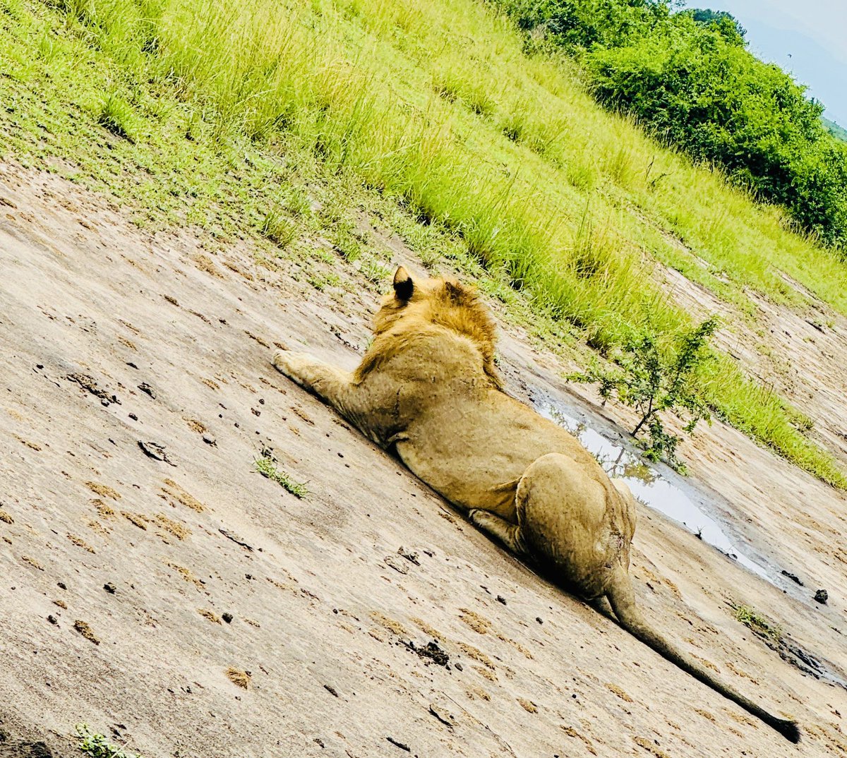 mugarra's tweet photo. The treasures of Queen Elizabeth National Park!

What better way to climax the #ExploreRwenzori campaign than capture the raw beauty of the kings of the Savannah! Our game drive this morning, was an enjoyable one.
#ExploreUganda https://t.co/KYJZ78Ftfg