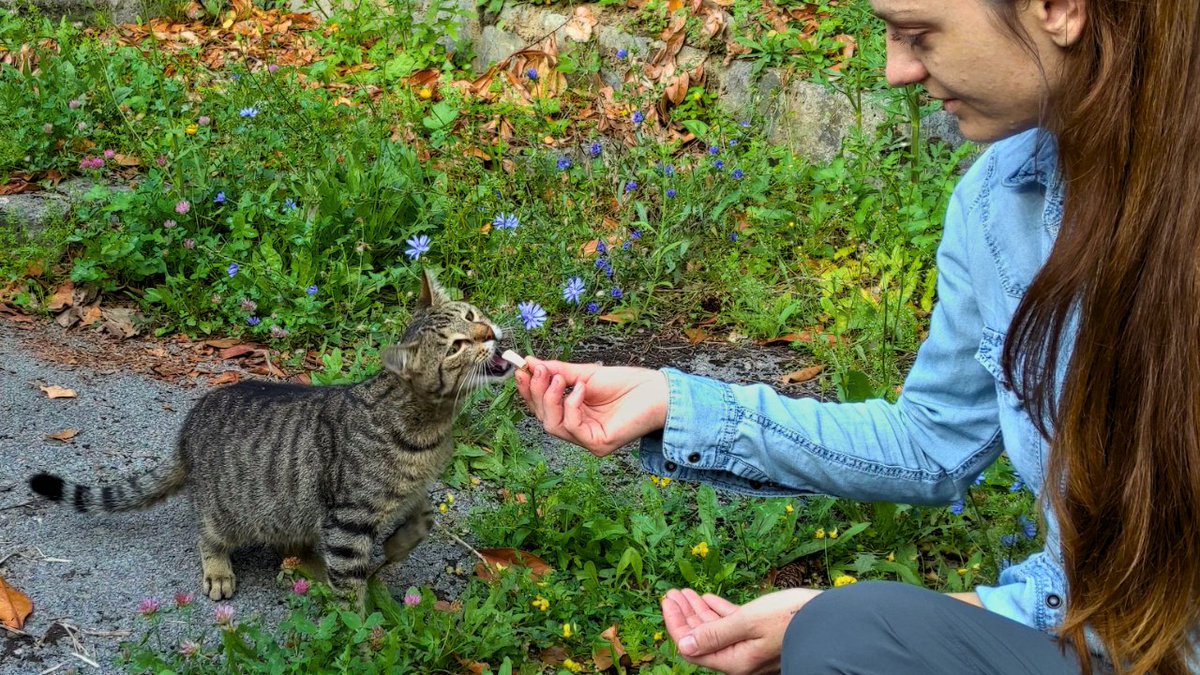 StreetCatSafari's tweet photo. Poor little ones were so hungry: https://t.co/2Z4G2sE56p
#feedingstreetcats #feedingstraycats #streetcats #straycats #straykitten #feralkitten #cat #cats #catlover #kitten #kitty #lovecats #catlovers #catloversclub #catlife #crazycatlady https://t.co/rMM9ydia34