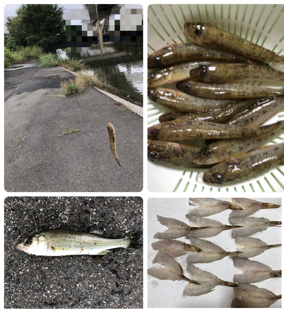 今日は久しぶりに、相方抜きのハゼ釣り行って来ました😊
初めての場所にお初のメンバーで♪
声かけてもらって嬉しかった😆

2時間半の釣行で、ほんとはもっと釣れたんだよ！    小さくてだいぶリリース🥲
早く大きくならないかな〜(◍´꒳`)w𐤔