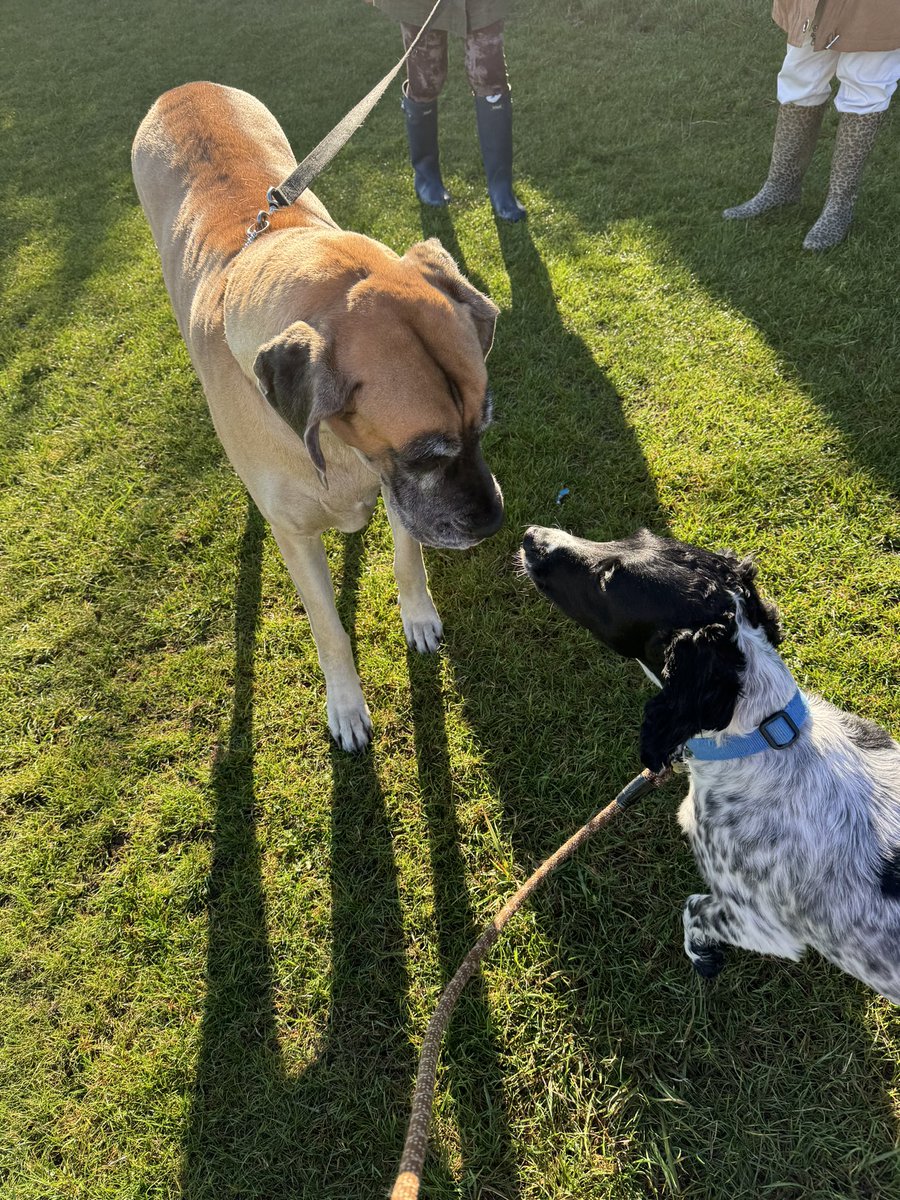 Basil 🌿 ‘Batman’ & Maggie Moo🐮Mar tweet media