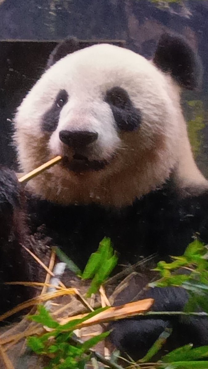 ＃リーリー と ＃シンシン は中国でも有名なカップル💕幼い5歳で上野に来てくれてリーリーfamilyが始まったね。2人で青春を過ごし可愛い子供たちにも恵まれて大勢のファンを魅了したよ。たくさんの素敵な思い出をありがとう。リーちゃんとシンちゃん、ずっと一緒にいようね。運命の２人。また会おうね