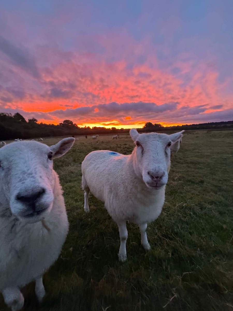Farmily_buckets's tweet photo. Who knew this morning would be even more beautiful than yesterday morning. And while Caroline wasn’t there to enjoy the light, the sheep made sure Chris had the best company to capture it with.
#caenhillcc #sunrise #sundaymorning #sheep #inthefields #morninglight https://t.co/ak8JuOxCCE