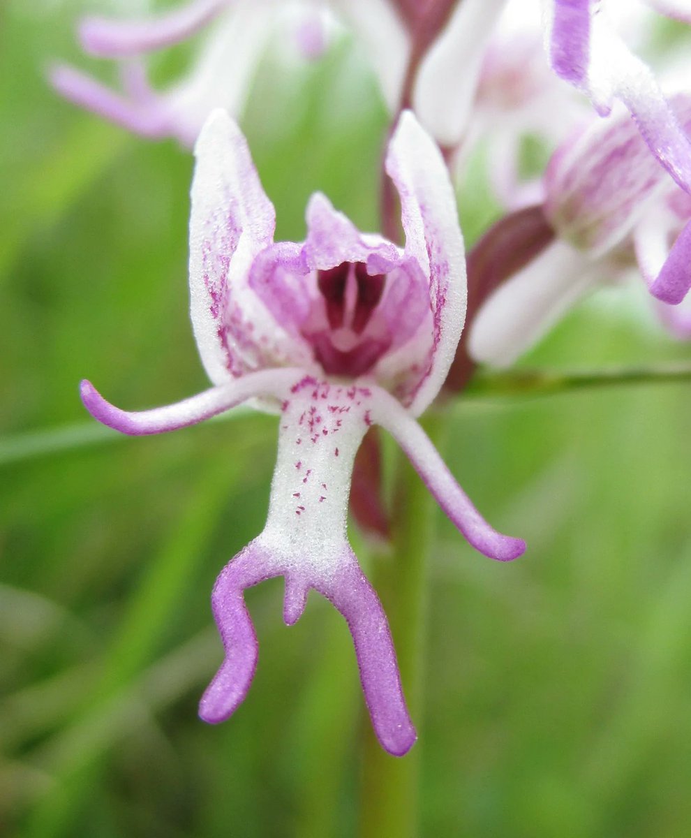 Chris Thorogood tweet media