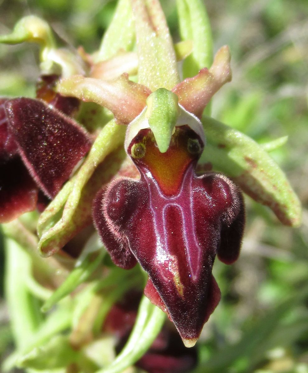 Orchids that smile back:

1. Monkey orchid (Orchis simia) 
2. Monkey-face orchid (Dracula sp.) 
3. Bee orchid (Ophrys sp.)
