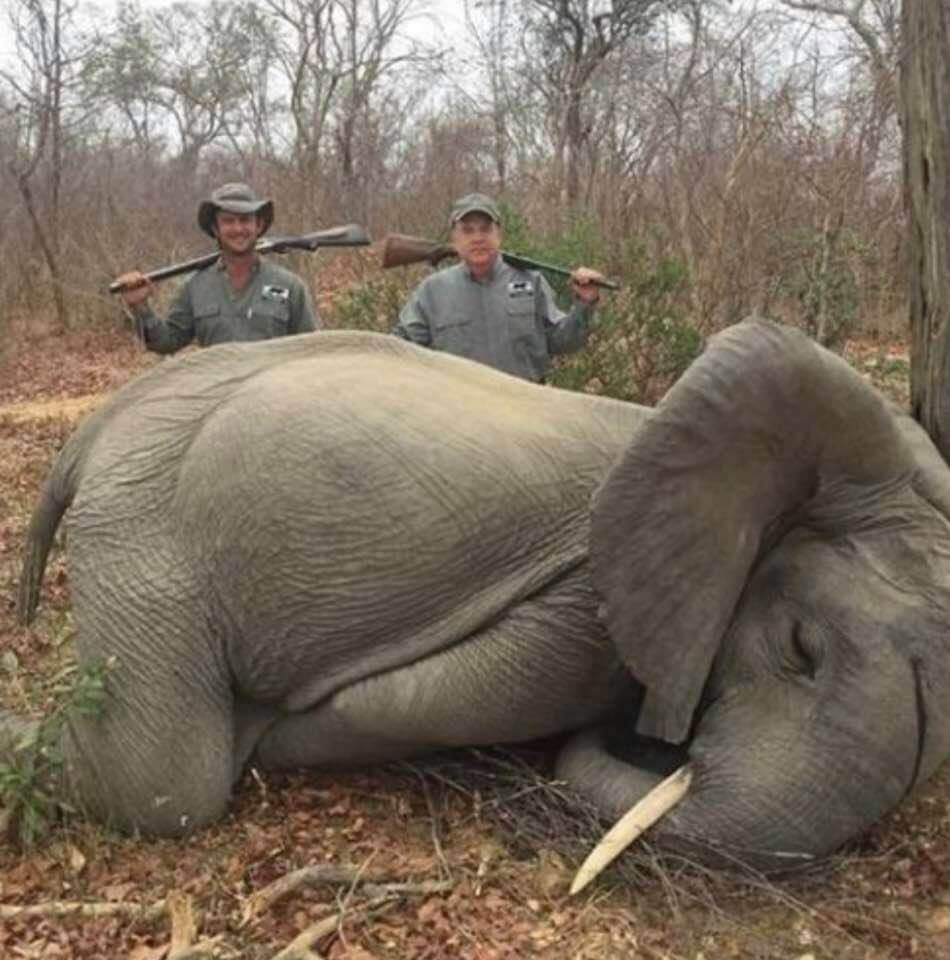 As always, @RickyGervais nails it!! 👏 

“These psycho trophy hunters always have stuff about their family being everything to them on their profiles. Elephants love their family too!”

#EndTrophyHunting NOW!