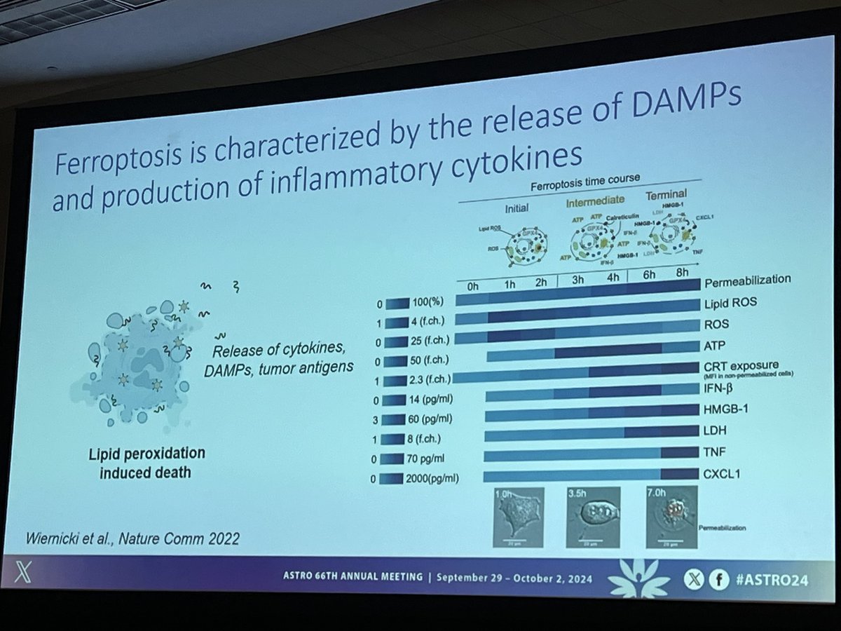 subatomicdoc's tweet photo. Learning about the process of ferroptosis. Any potential to link to iron oxide for selective targeting? Above my knowledge level, but it makes me curious 🤔 #radbio #ASTRO24