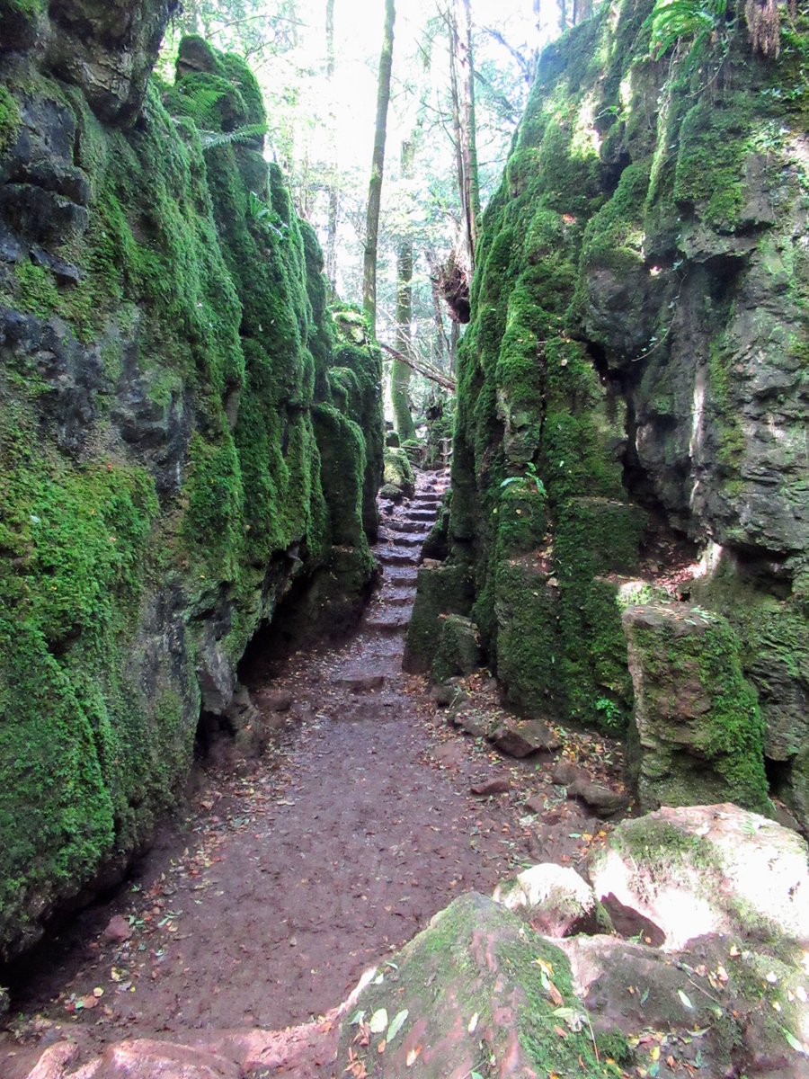 b_dmintl's tweet photo. Trip to Puzzlewood yesterday. Wonderful addition of Ed Elliott's Kodama there at the moment. 
#puzzlewood #forestofdean https://t.co/DB9qSe2bxw