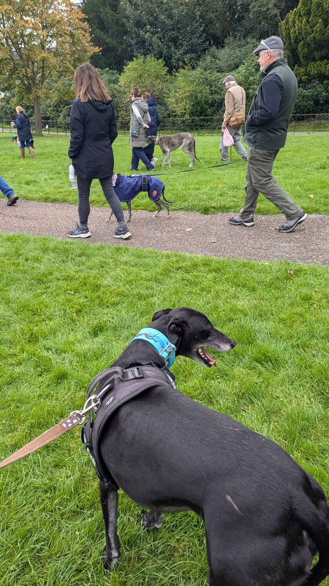 The Great Global Greyhound Walk 2024. 
Cannon Hall Farm, Yorkshire