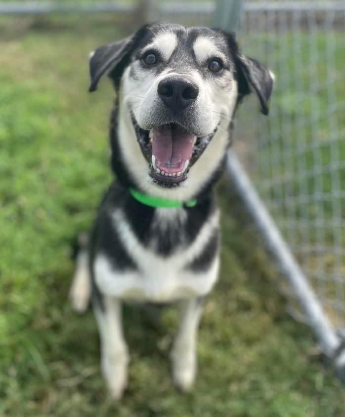 LisaBrabson's tweet photo. Handsome hunk of love is WIGGLES #A371960 2yo,he is a happy go lucky boy, that will steal your heart if u give him a chance!
Loves everyone,easy going,smart,he will fill your life with unconditional love,if U save his!
PLZ #ADOPT #FOSTER OR #PLEDGE to attract a 🛟  #CorpusChrist https://t.co/UNEGCgFFEv