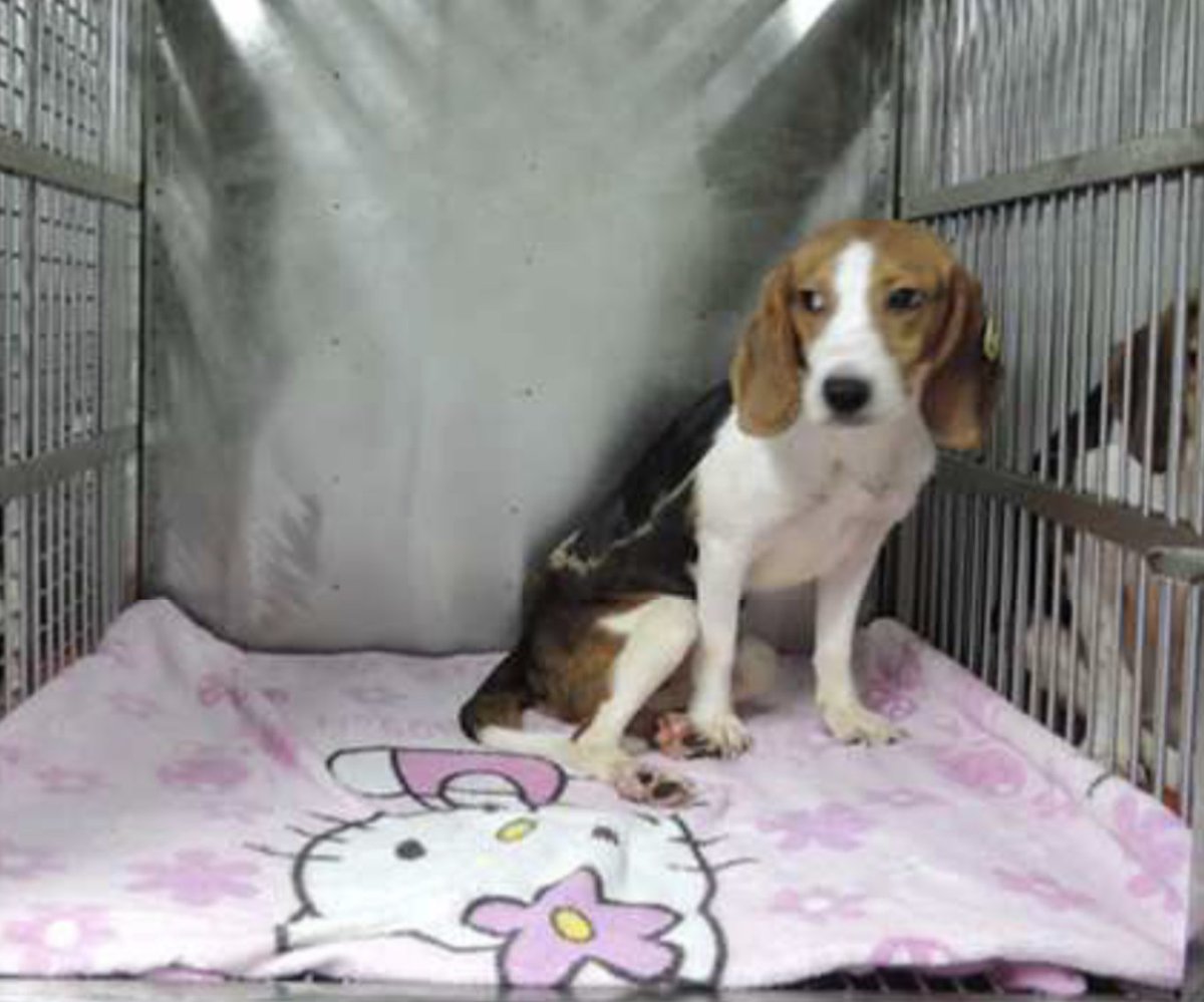 PhaedraXTeddy's tweet image. USA 🇺🇸 has no business sending money to #TheScience in #China🇨🇳. Scientists in #China have zero #AnimalWelfare standards same as common animal abusers behavior below NEVER gets punished. 
@realDonaldTrump Finish what you started #StopAnimalTesting !
@RobertKennedyJr 🆘️
#MAHA