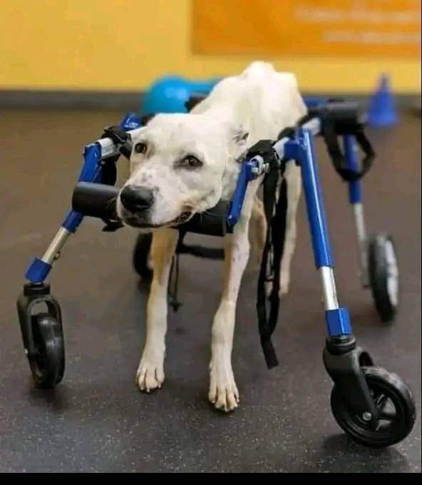 thehappydog_'s tweet photo. He's going through a tough time, please send him some love 🙏🙏 https://t.co/nNHx3RNKiR