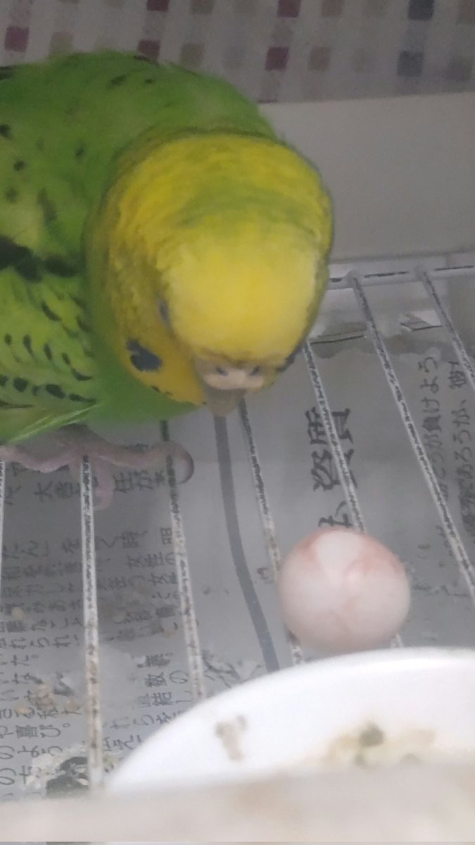 こんばんは。パク田ちゃんのエサ係です。夕方ご飯をあげようとしたら卵を産んでいました😱発情気味だったので気を付けていたのですが…😞お嬢、興味がないのか放ったらかしです。#セキセイインコ  #産卵