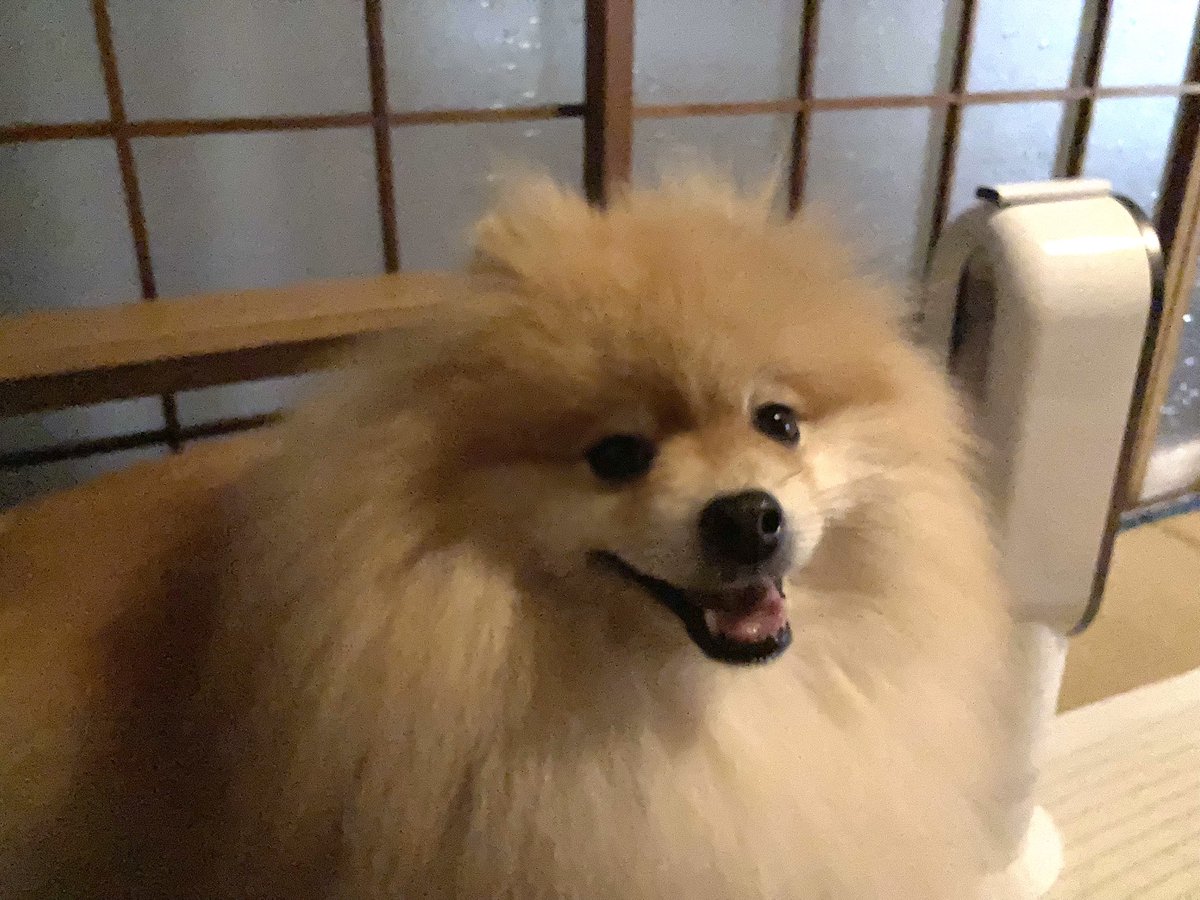 CMeter100's tweet photo. おやすみぽめ🌛
みんなはなまる！ https://t.co/LzNyjKBd3l
