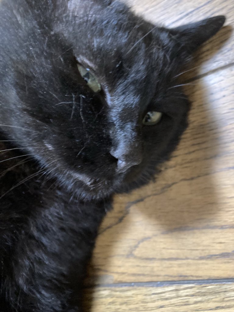 bebe_yoshida's tweet photo. 我が家の愛猫を探してます！
些細な情報で良いので、お見かけの際はご一報いただきたいです！ご協力よろしくお願いいたします！
名前:べべ　性別:オス　年齢:9歳
身体の大きな黒猫です。背中に少し白い毛が混じっているのが特徴です。
#迷子猫  #迷い猫 #黒猫 #奈良県 #安堵町 #斑鳩町 https://t.co/KbnaGx2NSd