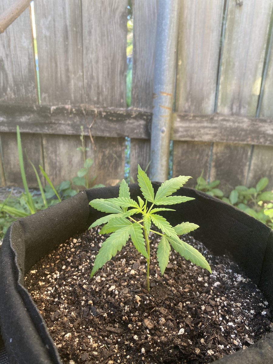 CynReek's tweet photo. Gm ๐๐ชด๐#growyourown #homegrown #autoak47 #purplethai happy Sunday โ๏ธโ๏ธโ๏ธ#WHODAT ๐ช๐พ https://t.co/7Zh4OfXBvM