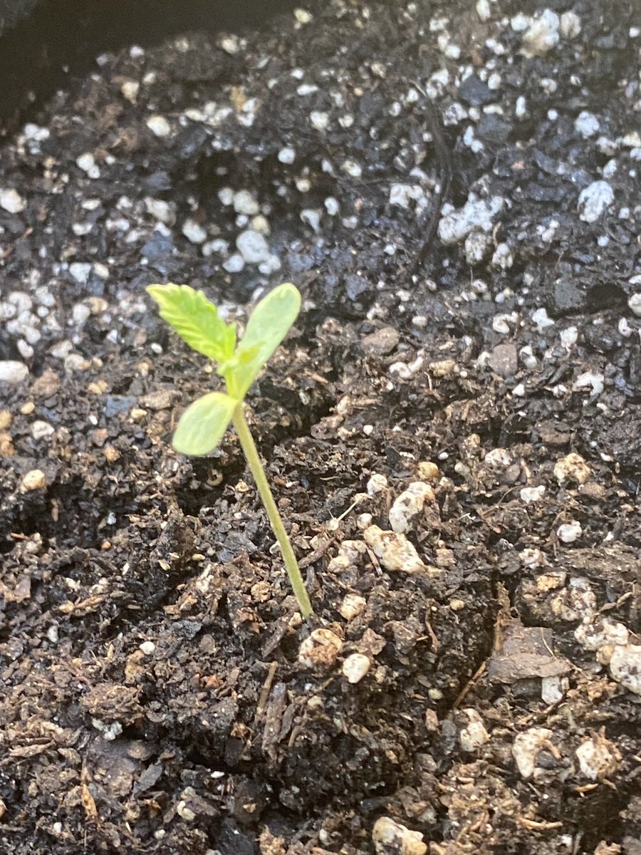 CynReek's tweet photo. Gm ๐๐ชด๐#growyourown #homegrown #autoak47 #purplethai happy Sunday โ๏ธโ๏ธโ๏ธ#WHODAT ๐ช๐พ https://t.co/7Zh4OfXBvM
