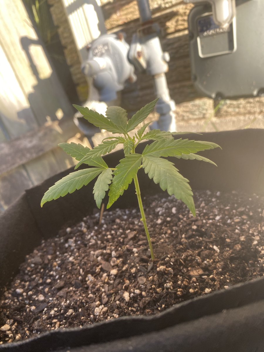 CynReek's tweet photo. Gm ๐๐ชด๐#growyourown #homegrown #autoak47 #purplethai happy Sunday โ๏ธโ๏ธโ๏ธ#WHODAT ๐ช๐พ https://t.co/7Zh4OfXBvM