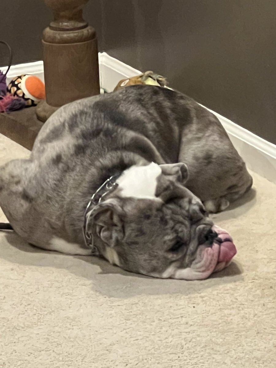 BulldogPorter's tweet photo. Baby Brother Apollo and I are pretty snoozy this morning https://t.co/JHs4qGu79k