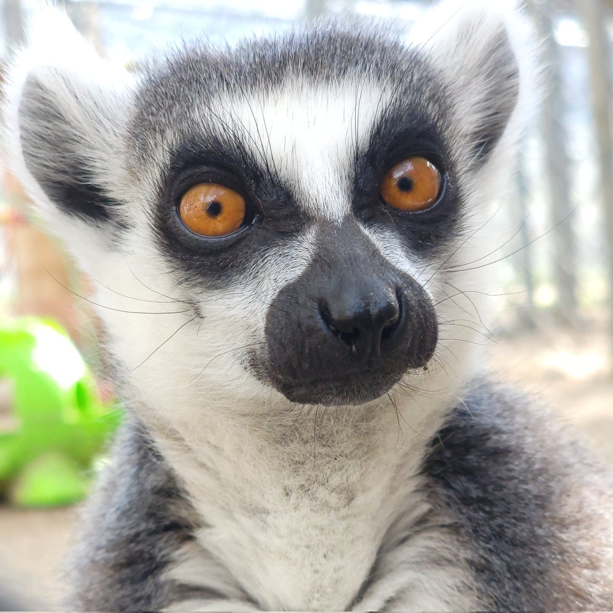 My best photograph of a ring-tailed lemur (Lemur catta). I learned that they have scent glands on their arms, with the males developing a hard spur on them with age. They comb their tails with this spur to attract females with the scent. 

#WorldLemurFestival #LemurArtChallenge