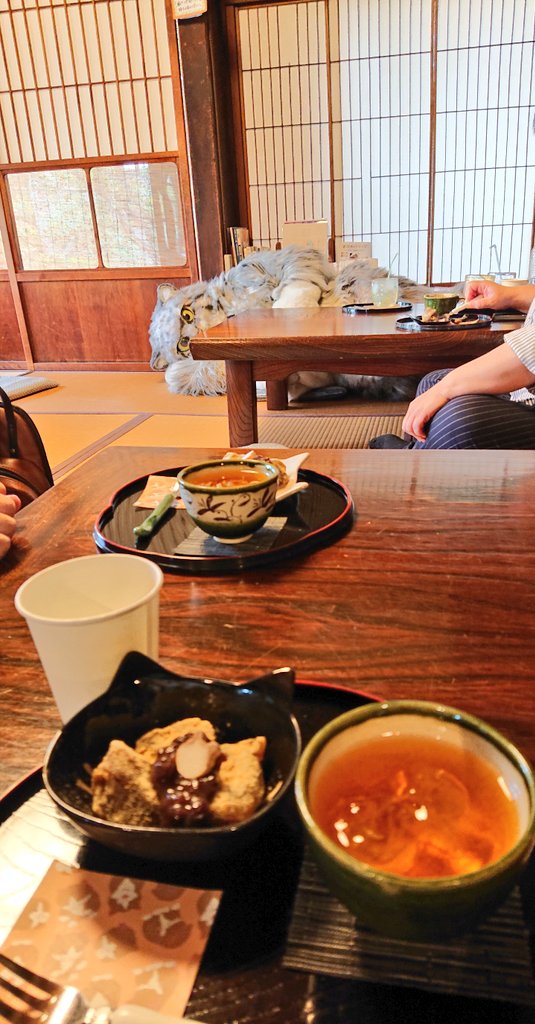 招き猫祭りに行ってきました。
お茶しに入ったお店にいらっしゃいました😆

#マヌルネコの雷流 #招き猫まつり
