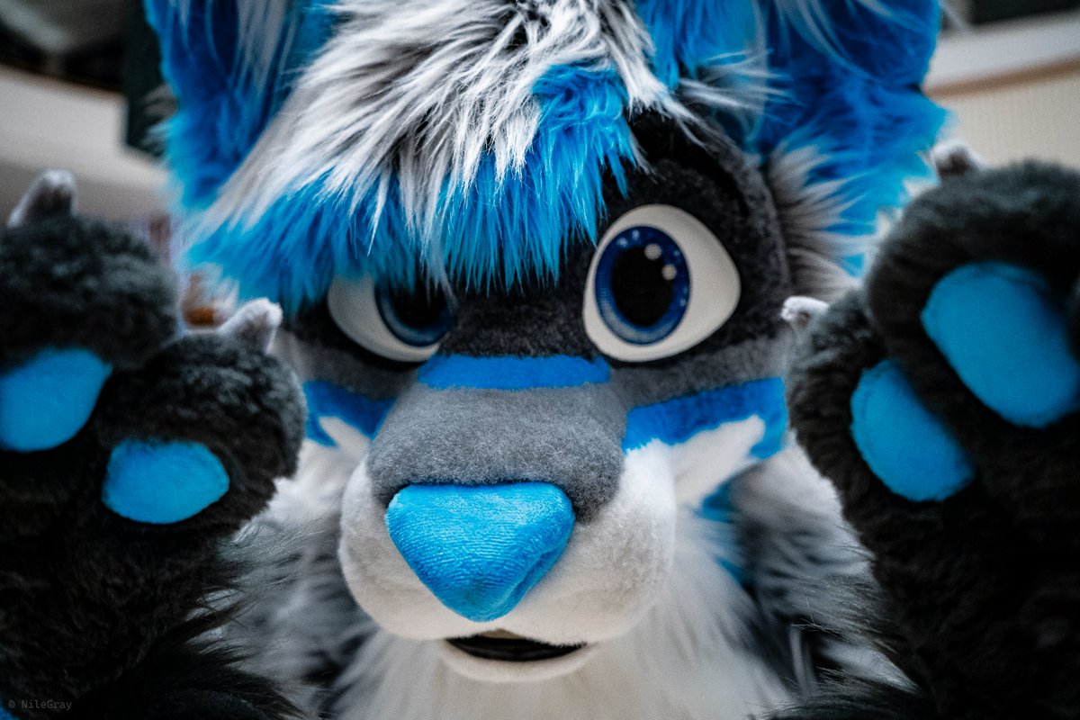 NileGray EF28 (@nilegraythederg) on Twitter photo 🐾 Caught <a href="/SpectrieWusky/">SpectrieTheWusky ^.^</a> sneaking a look at the camera at Eurofurence! 👀✨ Loving the mysterious vibe of this shot! 
🐕by: <a href="/SpectrieWusky/">SpectrieTheWusky ^.^</a>
🪡by: <a href="/whitewingsuits/">Whitewing Creations</a>
#Eurofurence28 #FurryFandom #FurrySuiter #Eurofurence 🐾 Caught <a href="/SpectrieWusky/">SpectrieTheWusky ^.^</a> sneaking a look at the camera at Eurofurence! 👀✨ Loving the mysterious vibe of this shot! 
🐕by: <a href="/SpectrieWusky/">SpectrieTheWusky ^.^</a>
🪡by: <a href="/whitewingsuits/">Whitewing Creations</a>
#Eurofurence28 #FurryFandom #FurrySuiter #Eurofurence