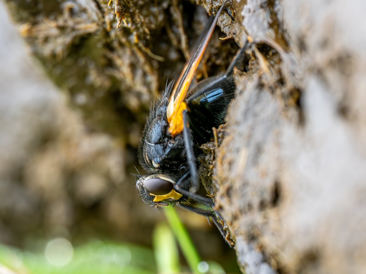 Griffolin's tweet photo. Noon Fly (Mesembrina meridiana).
Nothing beats lying down next to a fresh cowpat on a Sunday morning and getting up close to these colourful yellow-feet #Muscidae #Diptera #DipteristForum https://t.co/FZfOrkRSOH